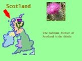 Scotland. The national flower of Scotland is the thistle