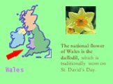 The national flower of Wales is the daffodil, which is traditionally worn on St. David’s Day. Wales