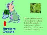 The national flower of Northern Ireland is the shamrock, a three-leaved plant similar to clover. It is a symbol of trinity. Northern Ireland