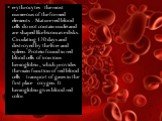 erythrocytes - the most numerous of the formed elements . Mature red blood cells do not contain nuclei and are shaped like biconcave disks. Circulating 120 days and destroyed by the liver and spleen. Protein found in red blood cells of iron ions - hemoglobin , which provides the main function of red