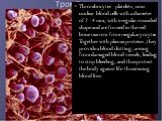 Thrombocytes - platelets, non-nuclear blood cells with a diameter of 2 - 4 mm, with irregular rounded shape and are formed in the red bone marrow from megakaryocytes. Together with plasma proteins ,they provide a blood clotting, arising from damaged blood vessels, leading to stop bleeding, and thus 