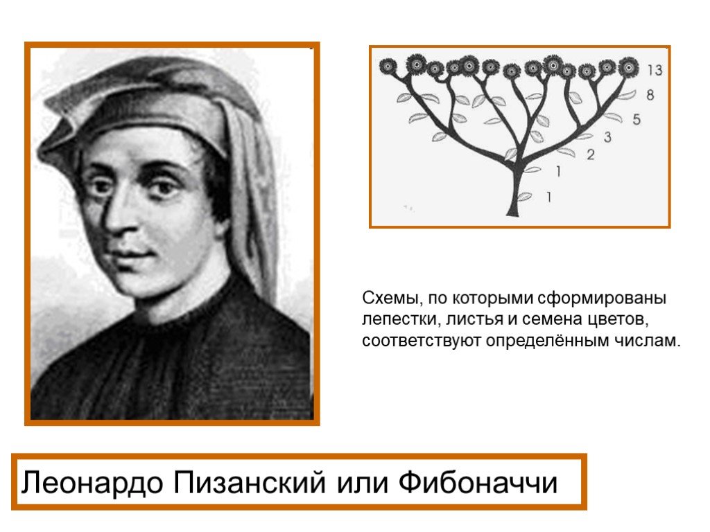 Загадка фибоначчи. Леонардо Пизанский открыл числовые. Леонардо Фибоначчи высказывания. Леонардо Фибоначчи и цветы. Книга цветок Фибоначчи.