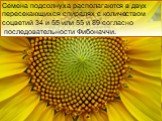 Семена подсолнуха располагаются в двух пересекающихся спиралях с количеством соцветий 34 и 55 или 55 и 89 согласно последовательности Фибоначчи.