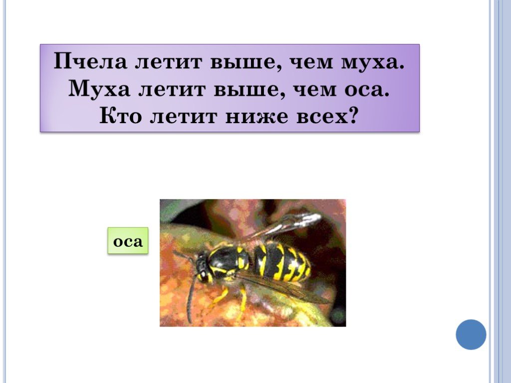 Где там и мухи. Пчела летит выше чем Муха Муха летит выше чем Оса кто летит ниже всех. Сколько пчелы летают. Пчела летает пчела Муха. Куда улетают пчелы.