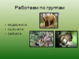 Работаем по группам. МЕДВЕЖАТА БЕЛЬЧАТА ЗАЙЧАТА