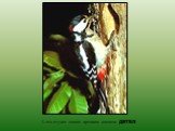 А это стучит своим крепким клювом ДЯТЕЛ.