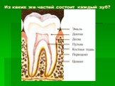Из каких же частей состоит каждый зуб?