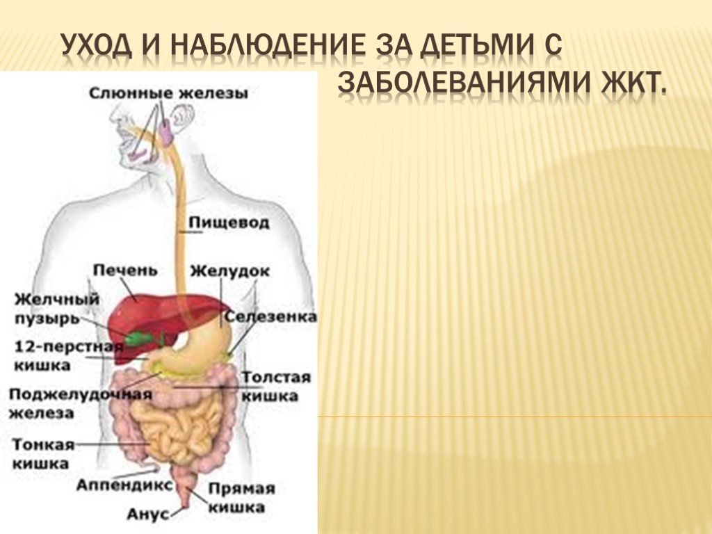 Пищевод расщепление. Системы органов человека пищеварительная система. Общее строение пищеварительной системы человека. Пищеварительная система строение и функции желудка и кишечника. Основные органы пищеварительной системы человека схема.
