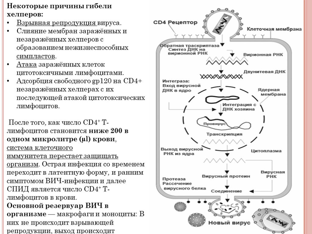 Каковы пути заражения человека вирусом иммунодефицита. Схема репродукции вируса ВИЧ. Схема репродукции вируса иммунодефицита человека ВИЧ. Цикл репродукции ВИЧ. Правильную последовательность этапов репродукции ВИЧ.