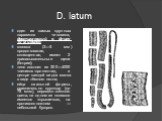 D. latum. один из самых крупных паразитов человека, достигающий в длину 10 м и более; головка (3—5 мм) продолговатая, сплющенная, имеет 2 присасывательные щели (ботрии); тело состоит из 300—4000 члеников-проглоттид, в центре каждой видна матка в виде тёмного пятна; яйца овальной формы, сравнительно 