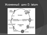 Жизненный цикл D. latum