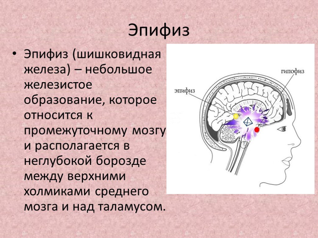 Функции железы эпифиз. Строение головного мозга эпифиз. Гипофиз и шишковидная железа. Эпифиз мозга шишковидное тело. Гипофиз и эпифиз функции.