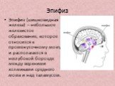 Эпифиз. Эпифиз (шишковидная железа) – небольшое железистое образование, которое относится к промежуточному мозгу и располагается в неглубокой борозде между верхними холмиками среднего мозга и над таламусом.