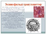 Жалпы лейкоциттердің 0,5-5 %, d=12-14 мкм,ядросы 2 сегметтен тұрады.Цитоплазмасында гольджи аппараты.митохондрия бар.Гистаминннің метобализміне қатысып,оның қандағы мөлшерін төмендетеді.Ең негізгі қызметі антипаразиттік ішек құрттары пайда болғанда саны көбейіп құрттардың жұмыртқаларын жояды.Цитопла