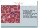 Тромбоцит. 1.Тромбоциттер 2.Таяқша ядролы нейтрофил Тромбоциттер қызыл жілік майында орналасқан мегокариоциттердің цитоплазмасының үзіндісі.Олар 5-8 күн омір сүреді.Қан ұю жүйесіне кіеді.Әрбір тромбоциттер гиаломерлерден және грануламерлерден тұрады.