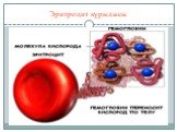 Эритроцит құрылысы