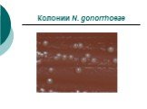 Колонии N. gonorrhoeae