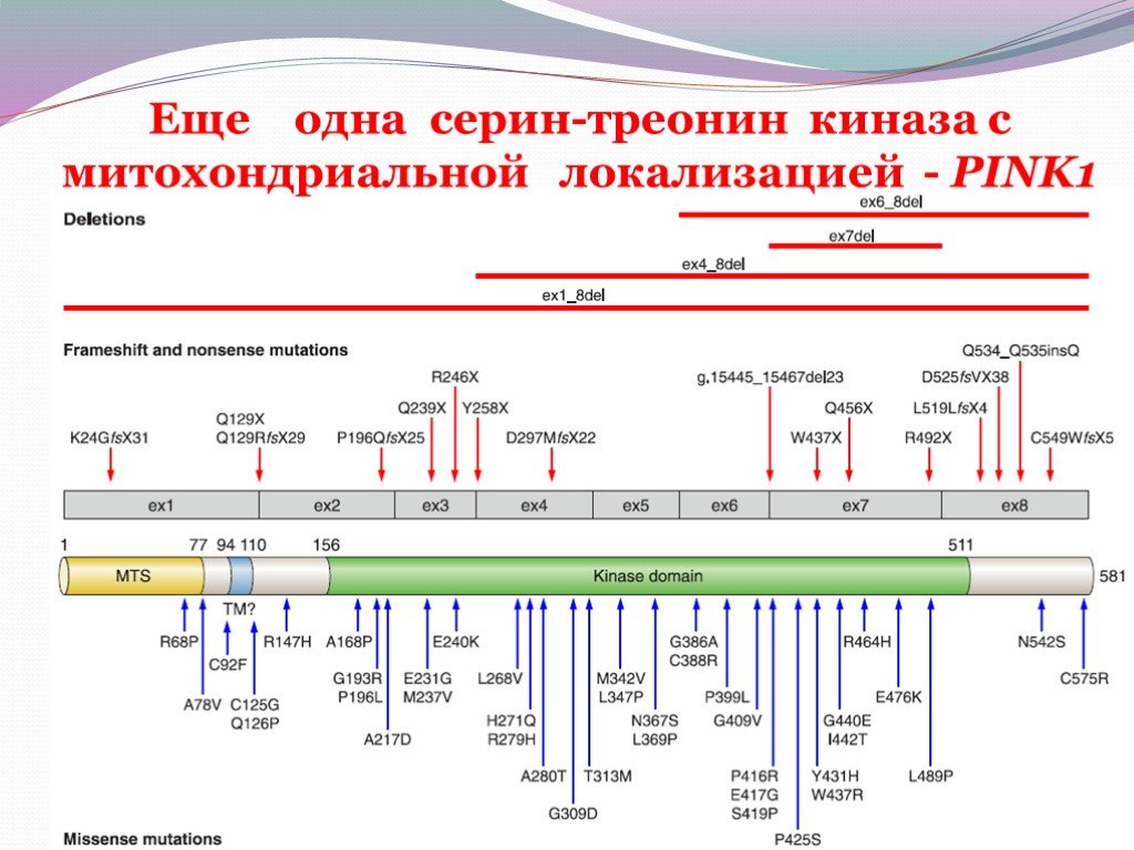 C o l o r s. Серин треонин киназы. C.O.R.E.. L серин при паркинсоне.