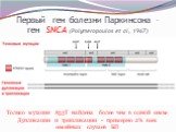 Первый ген болезни Паркинсона – ген SNCA (Polymeropoulos et al, 1967). Только мутация А53Т найдена более чем в одной семье Дупликации и трипликации - примерно 2% всех семейных случаев БП