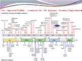 Ген паркина PARK2 - главный ген АР формы болезни Паркинсона