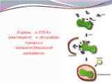 Паркин и PINK1 участвуют в регуляции процесса митохондриальной аутофагии