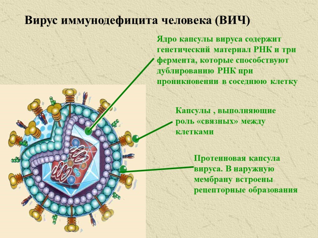 Иммунодефицит это вич. Вирус иммунодефицита человека (ВИЧ / СПИД). ВИЧ структура вириона. Вирус иммунодефицита человека (HIV). Структура вируса СПИД.