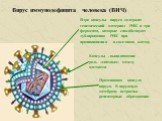 Вирус иммунодефицита человека (ВИЧ). Ядро капсулы вируса содержит генетический материал РНК и три фермента, которые способствуют дублированию РНК при проникновении в соседнюю клетку. Капсулы , выполняющие роль «связных» между клетками. Протеиновая капсула вируса. В наружную мембрану встроены рецепто
