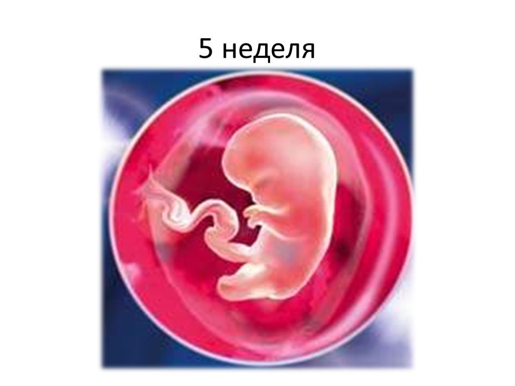 Пять недель 4 дня. Плод на 5 неделе беременности. Как выглядит плод на 5 неделе.