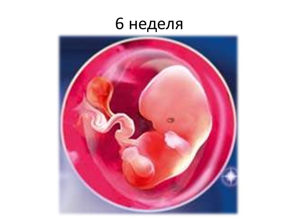 6 недель в россии. Плод на 6 неделе беременности.