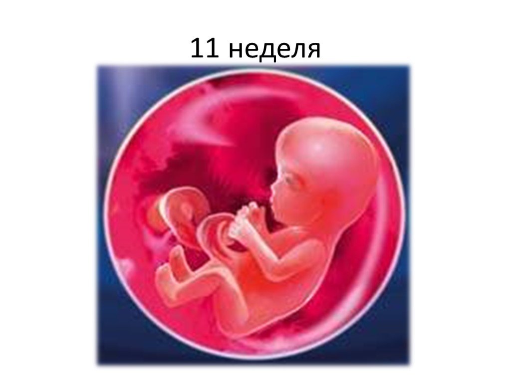11 неделя 2024г. Плод на 12 неделе беременности. Ребенок 11-12 недель беременности. 11 Недель беременности. Ребёнок в 11 нелел беременности.