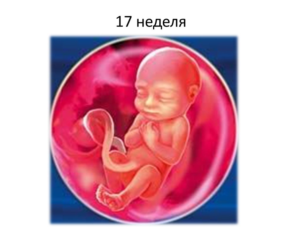 Беременность срок 17 недель