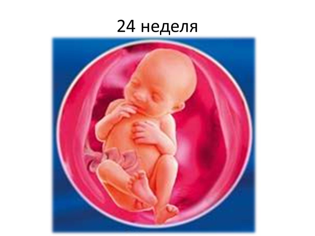 24 неделя беременности размеры