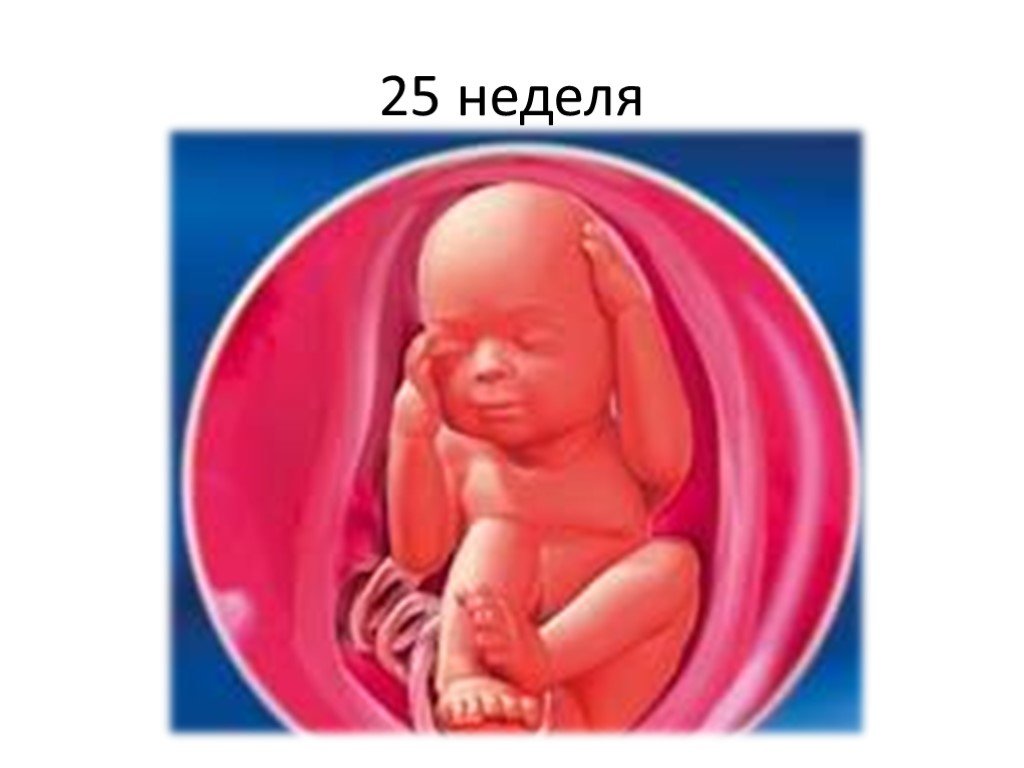 25 неделя заболела. Плод на 25 неделе беременности. Ребёнок на 25 неделе беременности. Малыш на 25 неделе беременности.