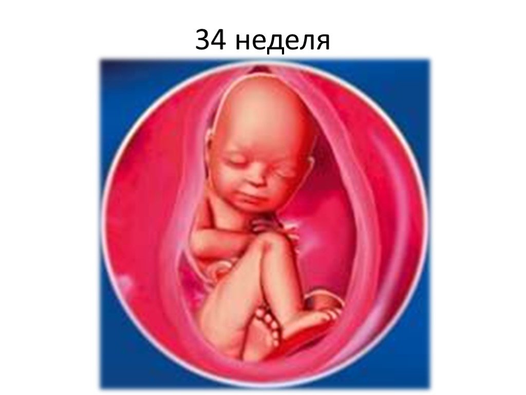 34 недели беременности какой. Плод на 34 неделе беременности. Малыш на 34 неделе беременности в утробе.