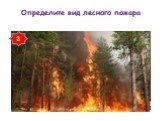 Определите вид лесного пожара. 1 2 3