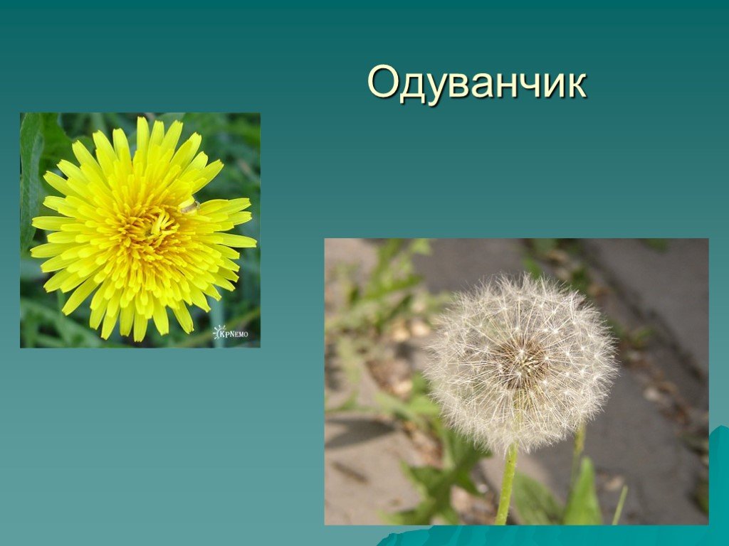 Одуванчик группа растений 3 класс. Одуванчик окружающий мир. Одуванчик презентация для детей. Одуванчик 2 класс. Одуванчик 2 класс окружающий.