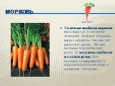 Полезные свойства моркови используются в питании человека. Полезно погрызть сырую морковь, так как это укрепляет десны. Так как витамин А способствует росту, то морковь особенно полезна детям. Этот витамин поддерживает в хорошем состоянии кожу и слизистые оболочки.