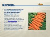 Вареная морковь помогает лечить злокачественные опухоли, дисбактериоз кишечника, нефриты. Обладает этот овощ и противомикробными свойствами. Для лечения насморка можно закапывать в нос сок моркови. Врачи и кулинары советуют использовать в пищу столовую морковь с ярко-красной кожицей, особенно если о