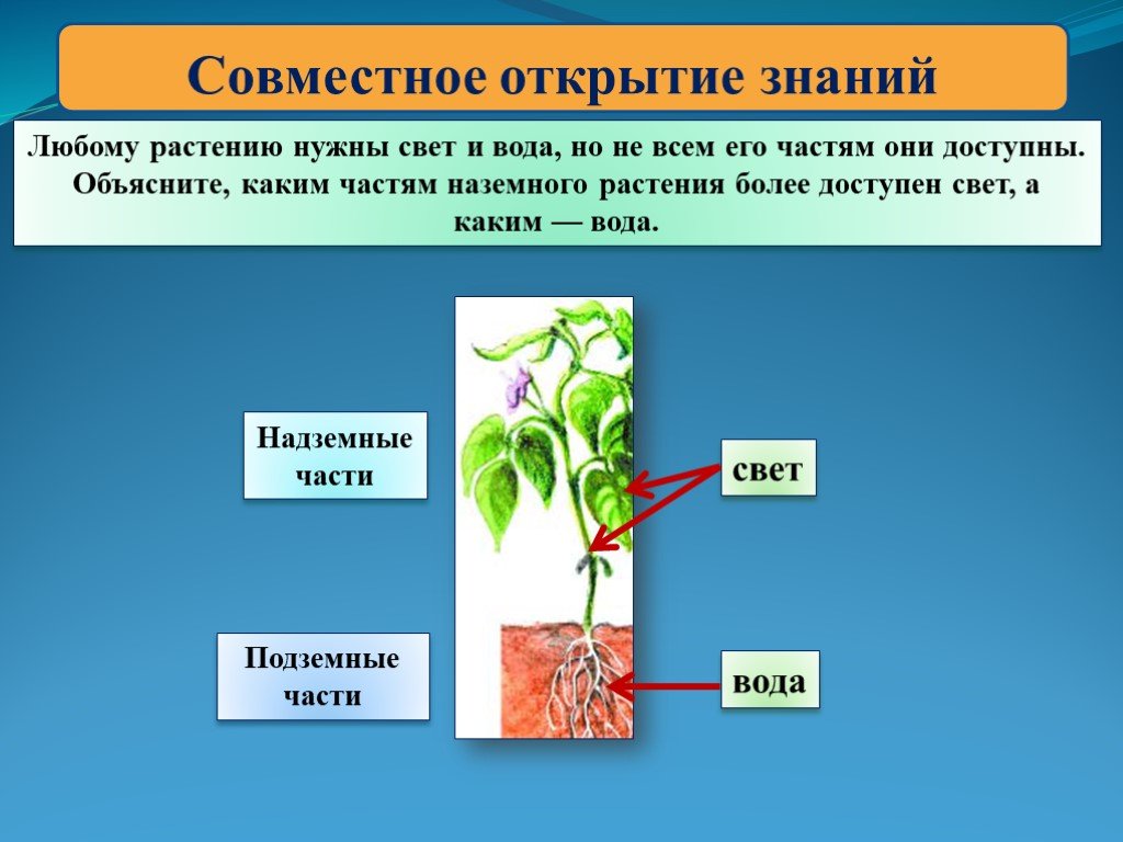 Тело высших растений состоит. Надземная часть растения. Растения производители. Объясните тему растения и свет. Растениям нужен свет.