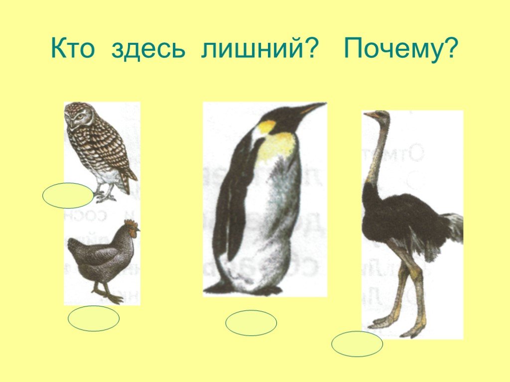 Жизнь птиц 1 класс. Кто здесь лишний?. Жизнь птиц 1 класс окружающий мир 21 век. Кто лишний птицы. Жизнь птиц 1 класс 21 век презентация.