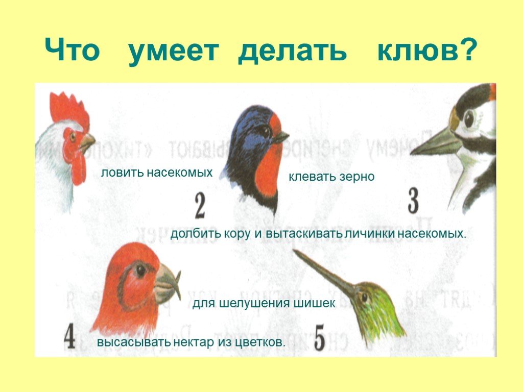 Презентация птицы 1 класс окружающий мир