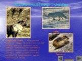 Животный мир тундры. Северный олень – самое крупное животное тундры. Его мех очень густой, теплый, длинный. Большую часть времени этим животным приходится кочевать. Копыта оленя широкие и способны сильно раздвигаться. Это помогает не проваливаться, идя по заболоченной почве. Песец Лемминг