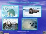 Животный мир Арктики. Можете назвать этих животных?