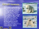 Белый медведь. Белый медведь — самый крупный представитель отряда хищных. Его длина достигает 3 м, масса до 1000 кг. Обычно самцы весят 400—600 кг; длина тела 200—250 см, высота в холке до 160 см. Самки заметно мельче (200—300 кг). Детеныши рождаются размером с ладошку. Белого медведя от других медв