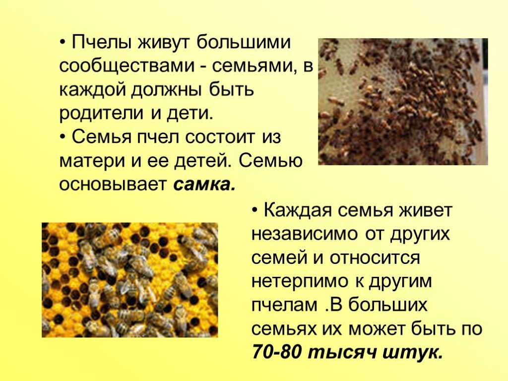 Пчеловодство доклад 3 класс. Доклад о пчелах. Пчеловодство доклад. Сообщение о пчеловодстве. Пчела доклад 3 класс.
