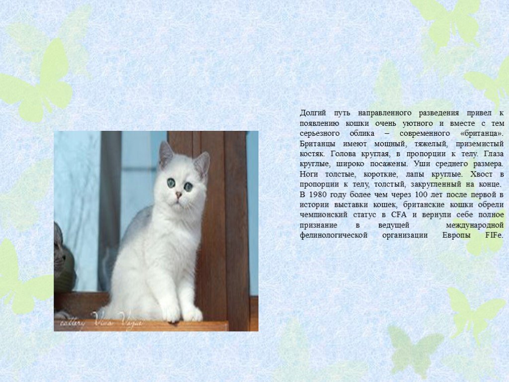 Рассмотрите фотографию кошки породы британская. Мой домашний питомец Британская кошка. Проект про британскую кошку. Рассказ о белом коте. Сочинение про белого кота.
