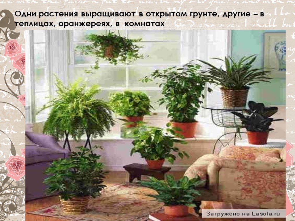 Комнатные растения комнатное цветоводство. Комнатные растения. Комнатные растения в доме. Домашние цветы комнатные. Цветы в доме комнатные растения.