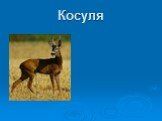 Косуля