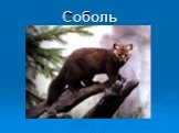 Соболь