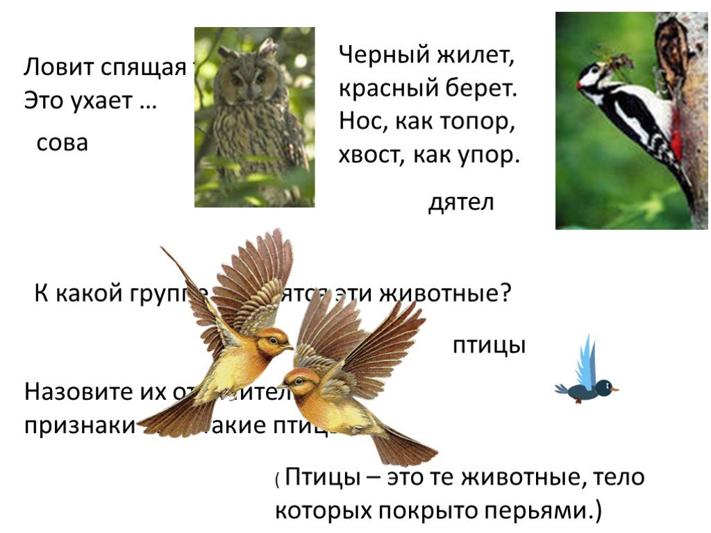 Как поют разные звери. Птицы звери насекомые. Группа животных птицы. Как поют разные птицы звери и насекомые. Определение кто такие птицы.